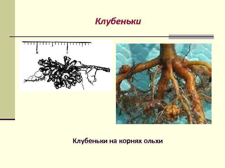 Корни ольхи. Ольха серая корневая система. Ольха дерево корневая система. Frankia актиномицеты. Клубеньки на корнях ольхи.