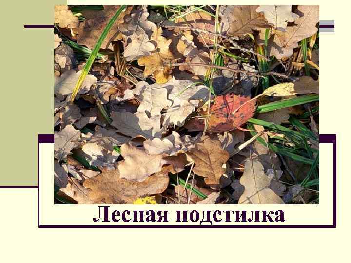 Лесная подстилка 