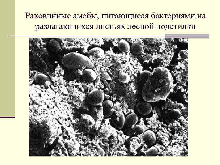 Раковинные амебы, питающиеся бактериями на разлагающихся листьях лесной подстилки 