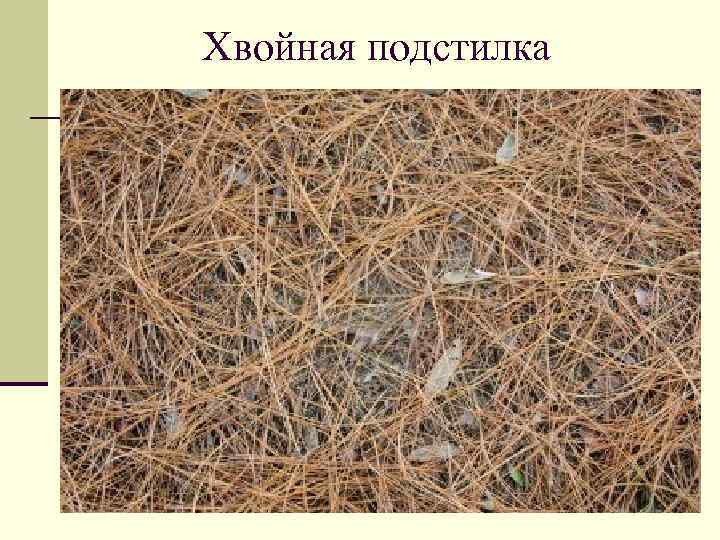 Хвойная подстилка 
