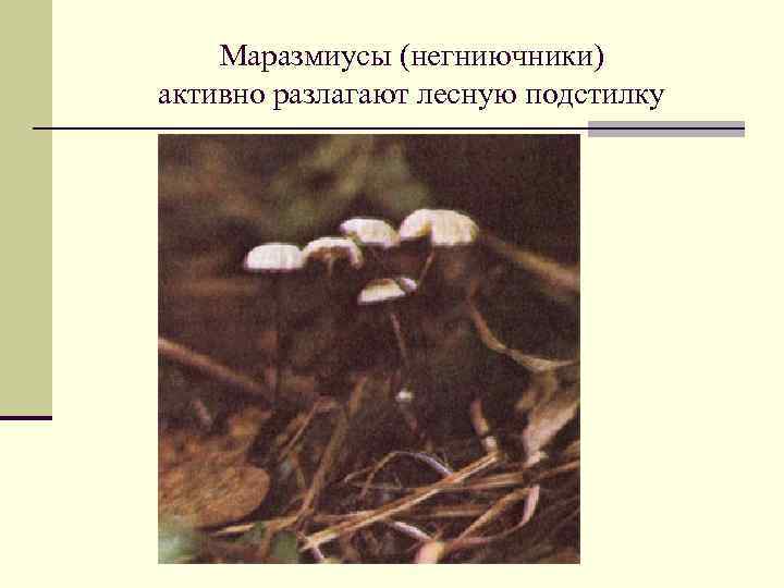 Маразмиусы (негниючники) активно разлагают лесную подстилку 