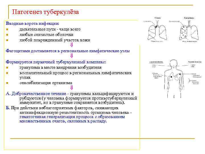 Патогенез туберкулёза Входные ворота инфекции: n дыхательные пути - чаще всего n любые слизистые