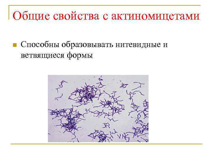 Нитевидные бактерии. Нитчатые формы бактерий актиномицеты. Морфология актиномицетов микробиология. Актиномицеты строение клеточное. Строение клетки актиномицетов.