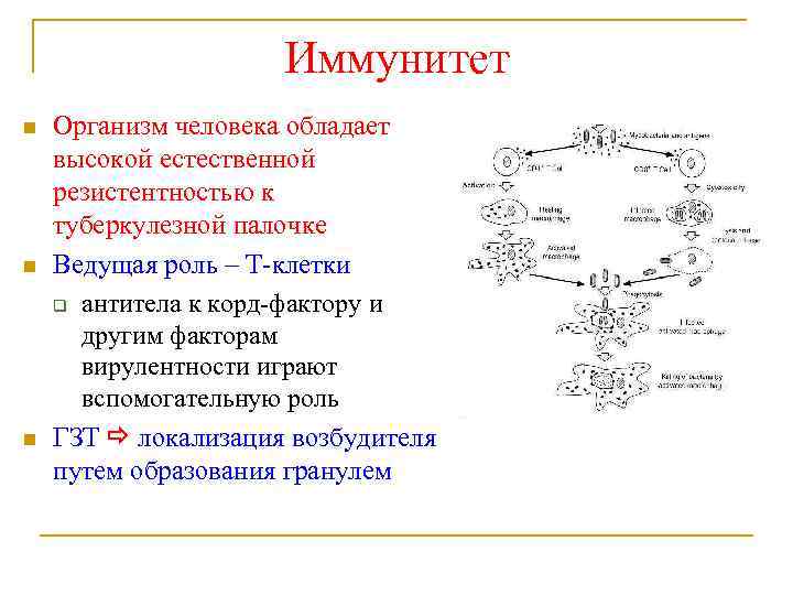 Иммунитет n n n Организм человека обладает высокой естественной резистентностью к туберкулезной палочке Ведущая