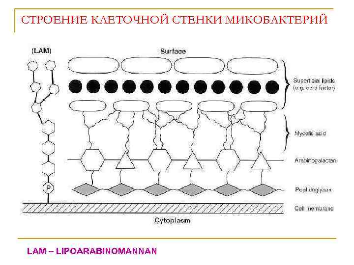 СТРОЕНИЕ КЛЕТОЧНОЙ СТЕНКИ МИКОБАКТЕРИЙ LAM – LIPOARABINOMANNAN 