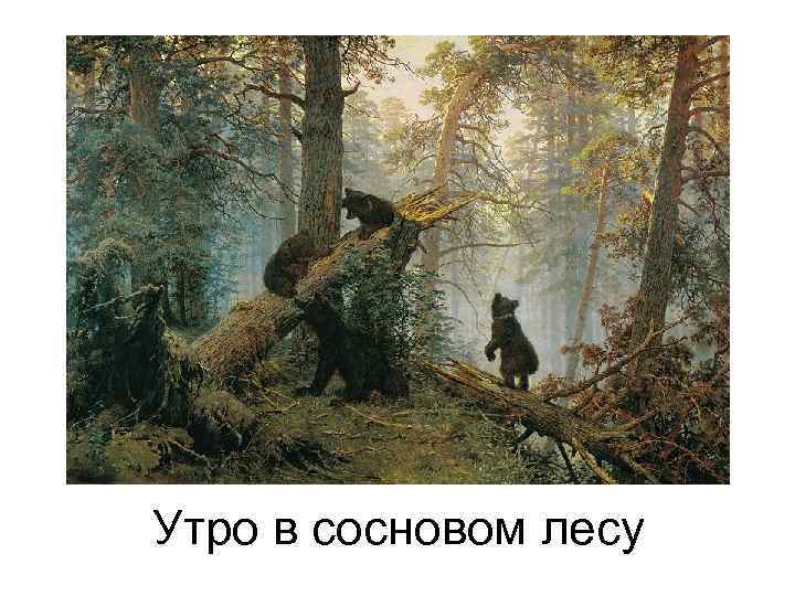 Утро в сосновом лесу 