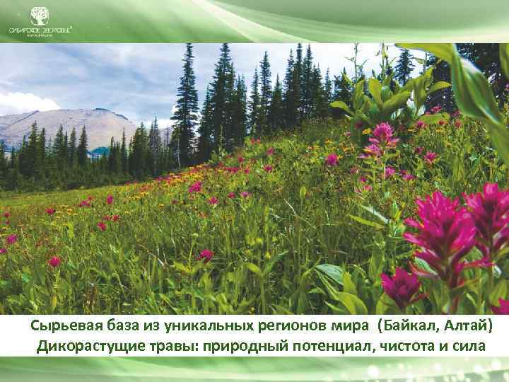 Сырьевая база из уникальных регионов мира (Байкал, Алтай) Дикорастущие травы: природный потенциал, чистота и