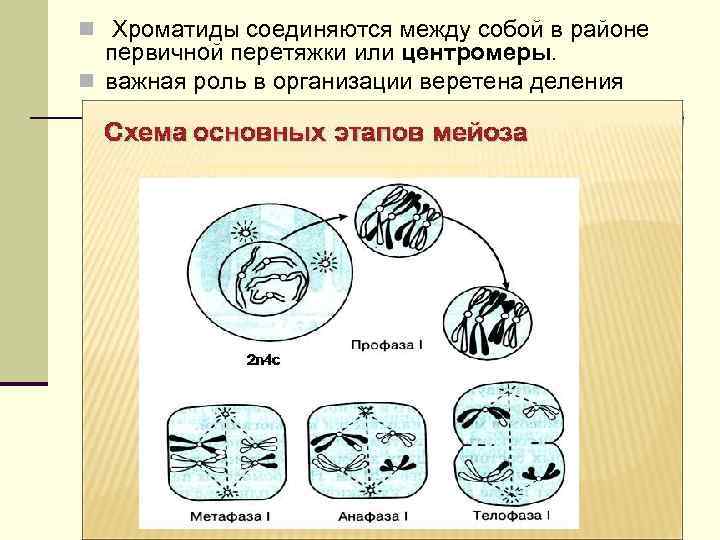 n Хроматиды соединяются между собой в районе первичной перетяжки или центромеры. n важная роль
