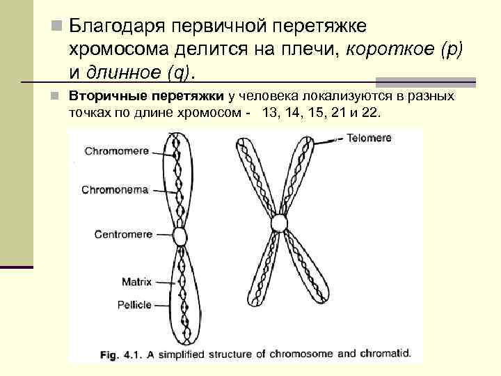 Две субъединицы хромосомы делящейся клетки