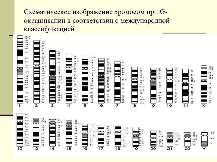 Схематическое изображение хромосом при Gокрашивании в соответствии с международной классификацией 