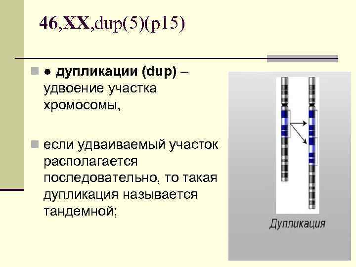 46, XX, dup(5)(p 15) n ● дупликации (dup) – удвоение участка хромосомы, n если