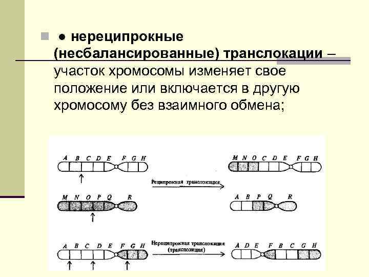 n ● нереципрокные (несбалансированные) транслокации – участок хромосомы изменяет свое положение или включается в