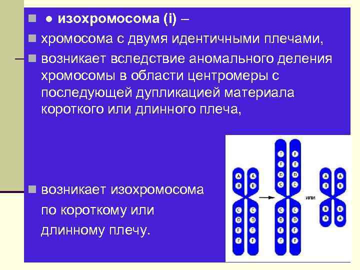 n ● изохромосома (i) – n хромосома с двумя идентичными плечами, n возникает вследствие
