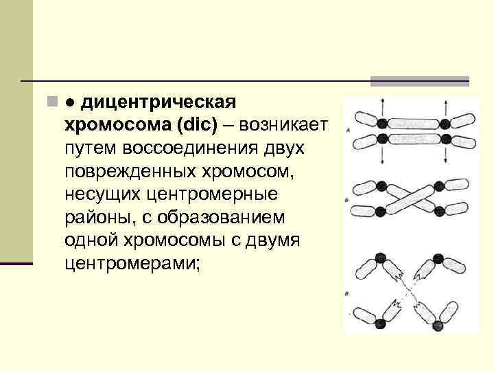 n ● дицентрическая хромосома (dic) – возникает путем воссоединения двух поврежденных хромосом, несущих центромерные