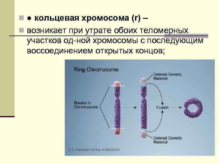 Кольцевая 4 хромосома