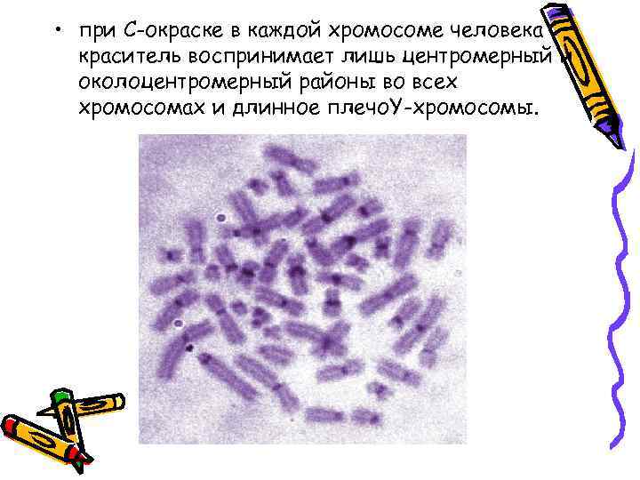  • при С-окраске в каждой хромосоме человека краситель воспринимает лишь центромерный и околоцентромерный