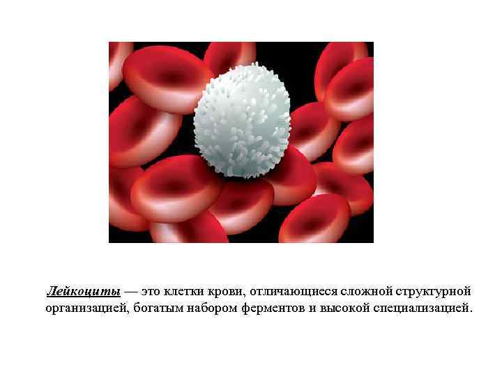 Лейкоциты — это клетки крови, отличающиеся сложной структурной организацией, богатым набором ферментов и высокой