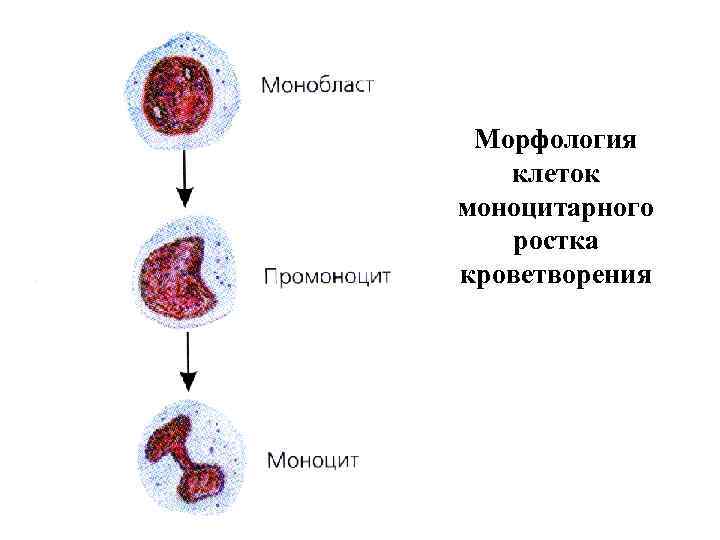 Морфология клеток моноцитарного ростка кроветворения 