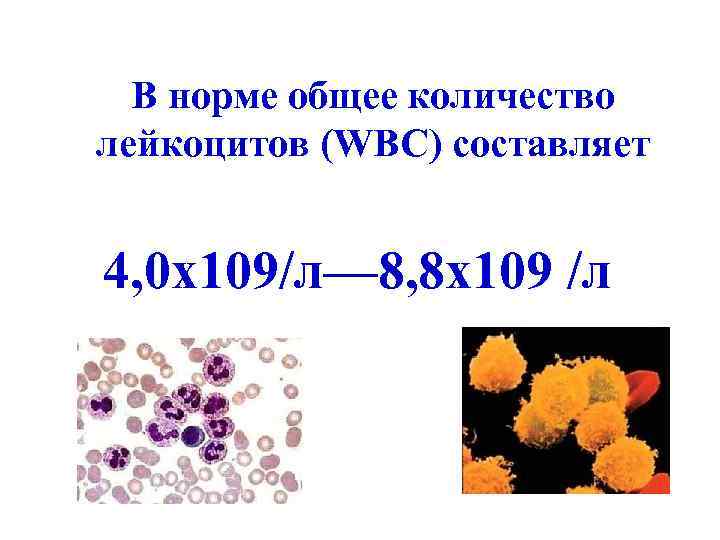 В норме общее количество лейкоцитов (WBC) составляет 4, 0 x 109/л— 8, 8 x