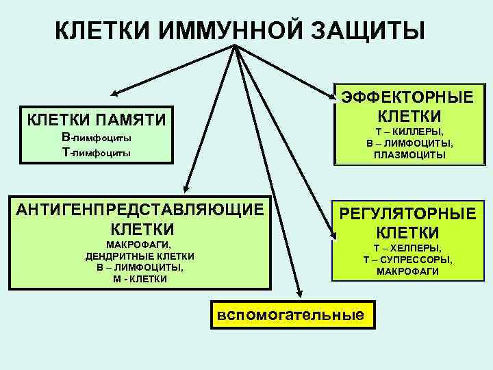 Лекция по теме Т-Лимфоциты (киллеры, хелперы, супрессоры) 