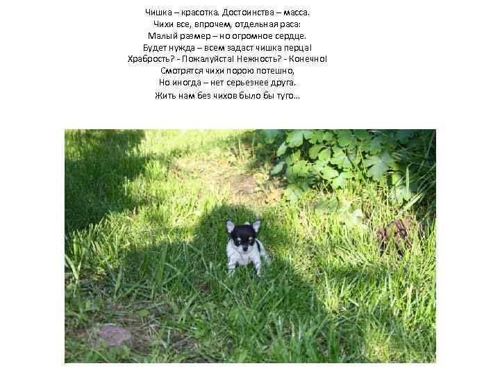 Чишка – красотка. Достоинства – масса. Чихи все, впрочем, отдельная раса: Малый размер –