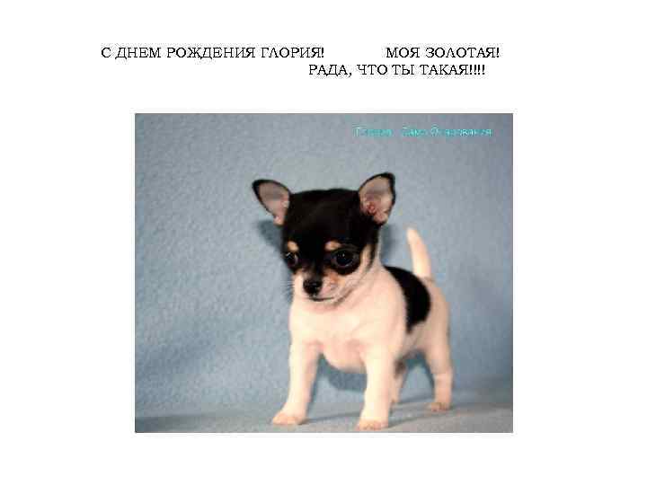 С ДНЕМ РОЖДЕНИЯ ГЛОРИЯ! МОЯ ЗОЛОТАЯ! РАДА, ЧТО ТЫ ТАКАЯ!!!! 