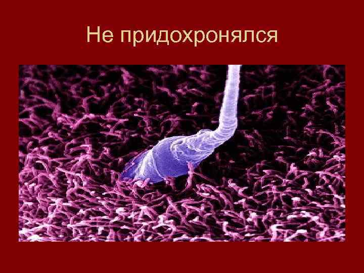 Не придохронялся 