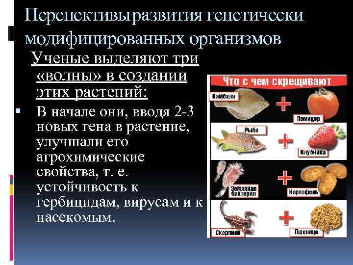 Перспективы развития генетически модифицированных организмов Ученые выделяют три «волны» в создании этих растений: В