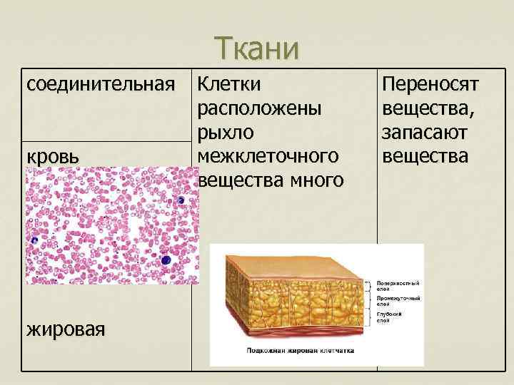 Ткани соединительная кровь жировая Клетки расположены рыхло межклеточного вещества много Переносят вещества, запасают вещества