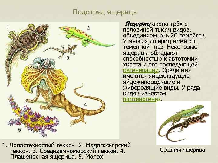 Задание 6 царство животных 1 составьте схему по следующему описанию