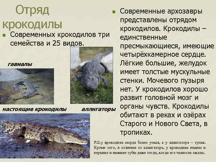 Отряд крокодилы n n Современных крокодилов три семейства и 25 видов. гавиалы настоящие крокодилы