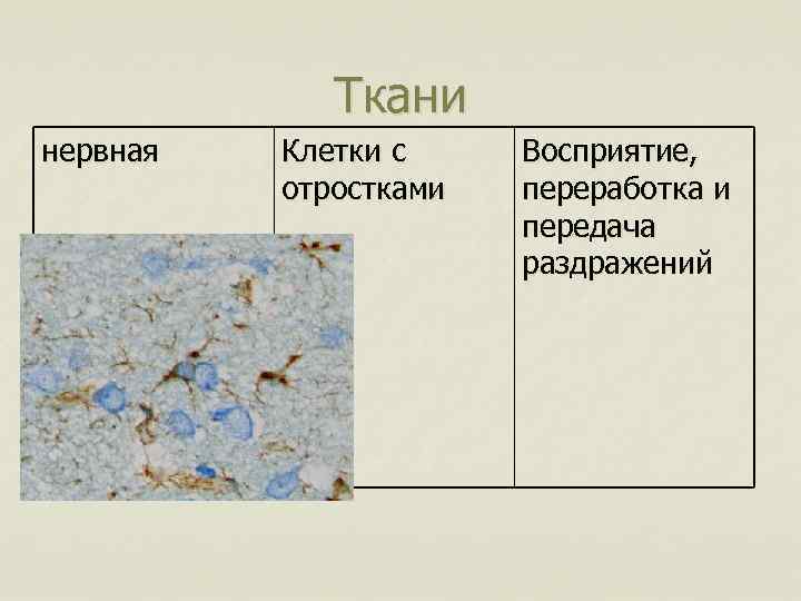 Ткани нервная Клетки с отростками Восприятие, переработка и передача раздражений 