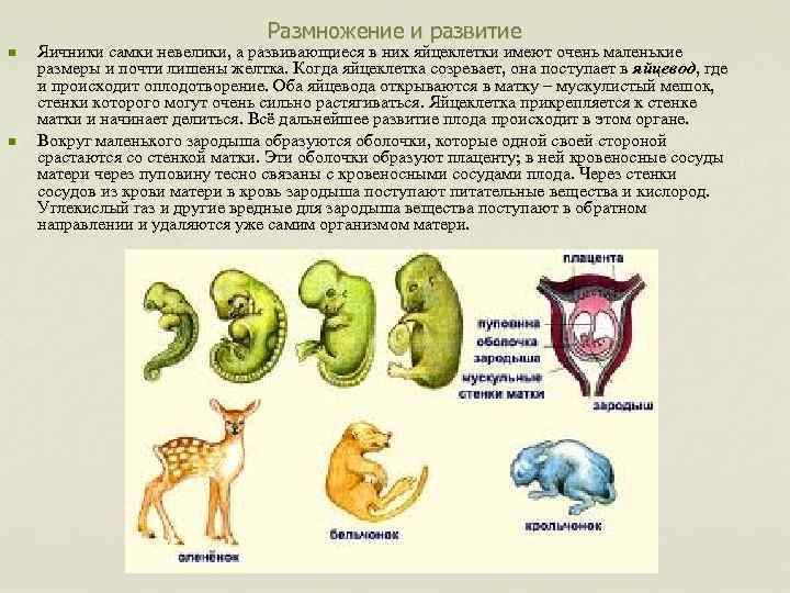 Размножение и развитие 8 класс