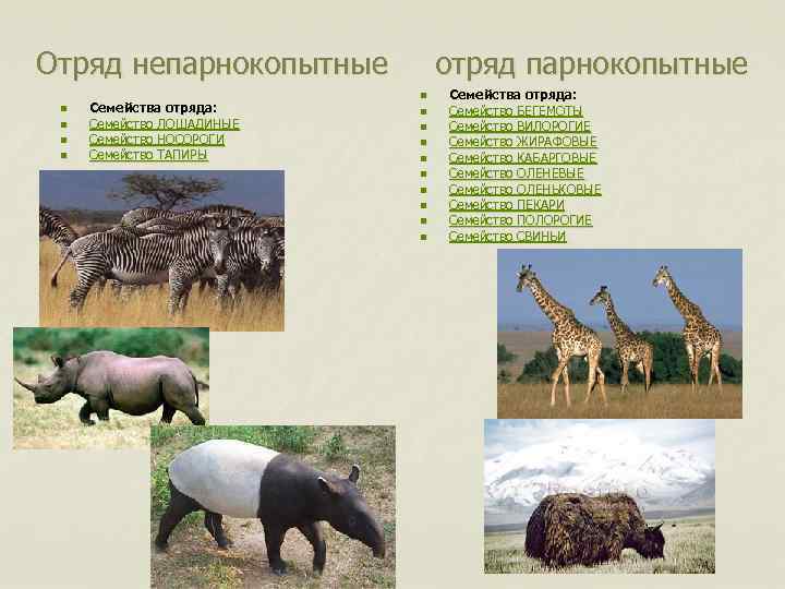 Парнокопытные представители и особенности. Отряд парнокопытные и непарнокопытные. Таблица отряд парнокопытных и непарнокопытных. Парнокопытные 2) непарнокопытные. Представители отряда непарнокопытных.