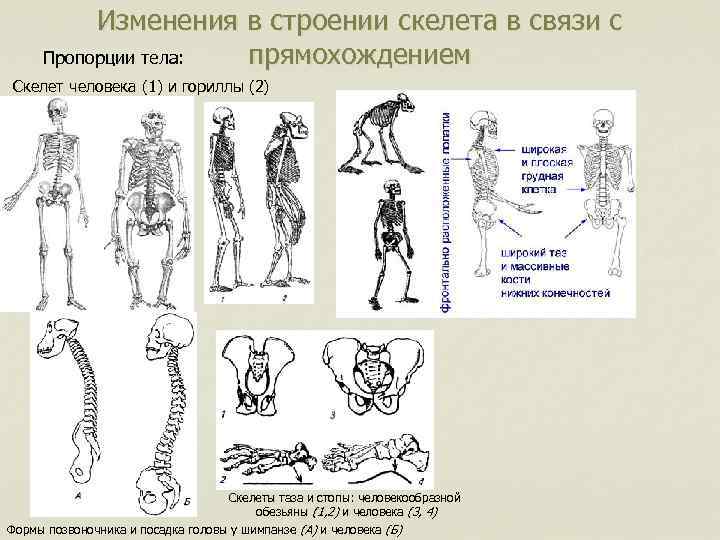 Изменения в строении скелета в связи с Пропорции тела: прямохождением Скелет человека (1) и