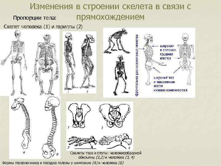 Особенности прямохождения человека