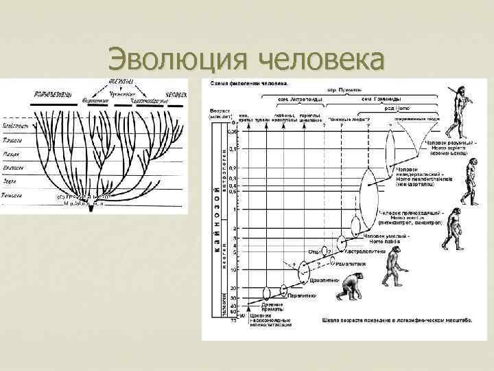 Эволюция человека 