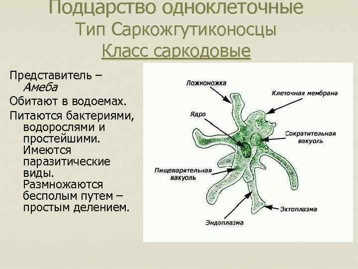 К какому типу относят животное изображенное на рисунке