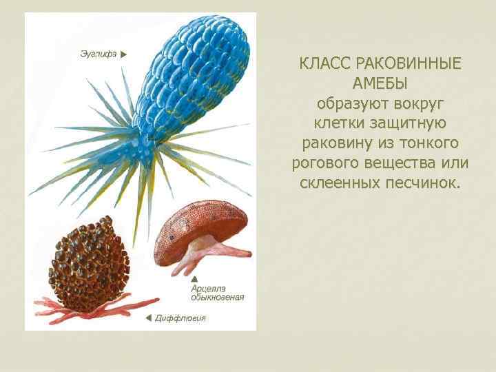 КЛАСС РАКОВИННЫЕ АМЕБЫ образуют вокруг клетки защитную раковину из тонкого рогового вещества или склеенных