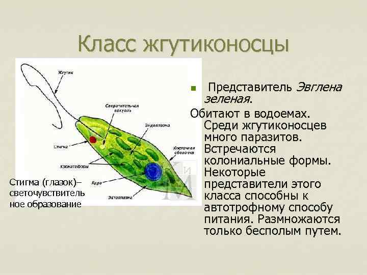 Питание эвглены зеленой