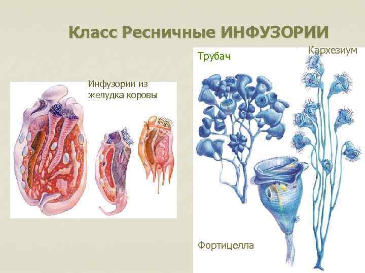 Класс Ресничные ИНФУЗОРИИ Трубач Инфузории из желудка коровы Фортицелла Кархезиум 