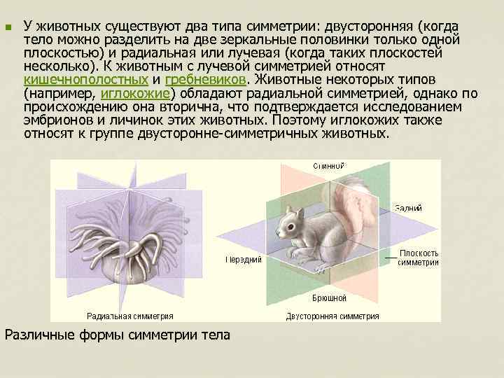 n У животных существуют два типа симметрии: двусторонняя (когда тело можно разделить на две