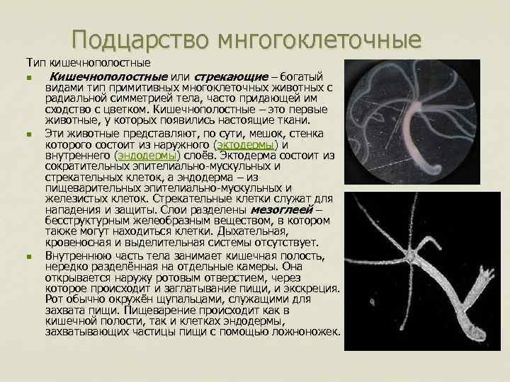 Какие признаки характерны для кишечнополостных животных. Царство животные Тип Кишечнополостные. Подцарство многоклеточные беспозвоночные животные. Подцарство многоклеточные Тип Кишечнополостные. Подцарство многоклеточные животные Тип Кишечнополостные.