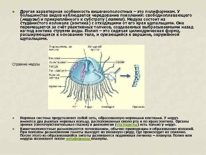 n Другая характерная особенность кишечнополостных – это полиформизм. У большинства видов наблюдается чередование поколений: