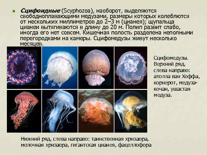 n Сцифоидные (Scyphozoa), наоборот, выделяются свободноплавающими медузами, размеры которых колеблются от нескольких миллиметров до