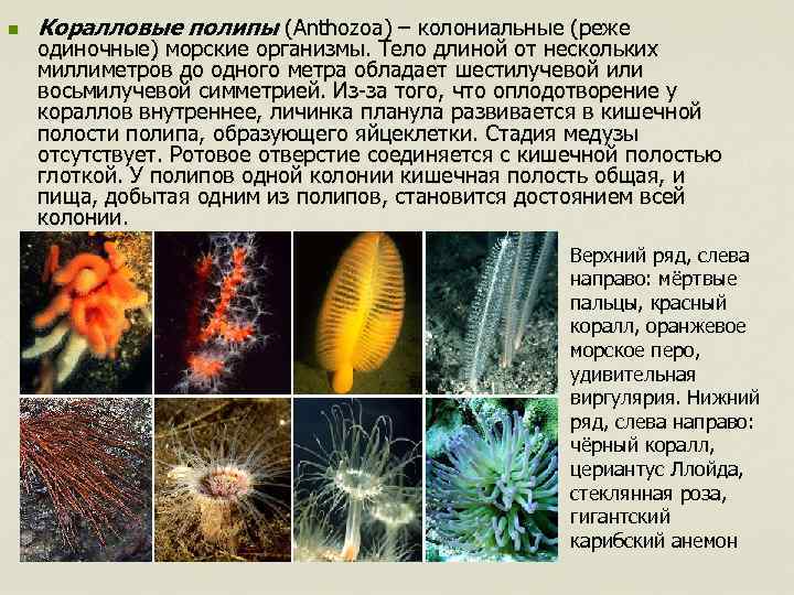 n Коралловые полипы (Anthozoa) – колониальные (реже одиночные) морские организмы. Тело длиной от нескольких