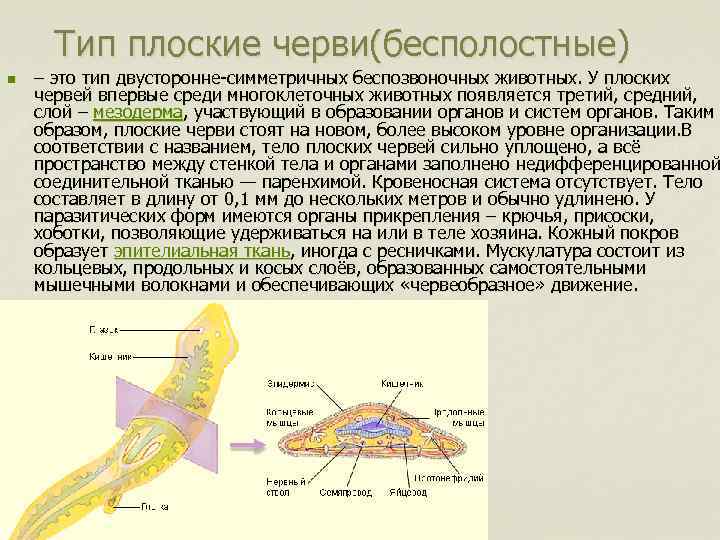 Тип плоские черви(бесполостные) n – это тип двусторонне-симметричных беспозвоночных животных. У плоских червей впервые