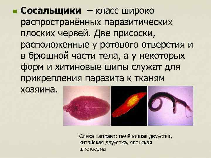 n Сосальщики – класс широко распространённых паразитических плоских червей. Две присоски, расположенные у ротового