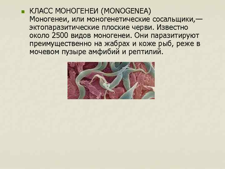 n КЛАСС МОНОГЕНЕИ (MONOGENEA) Моногенеи, или моногенетические сосальщики, — эктопаразитические плоские черви. Известно около