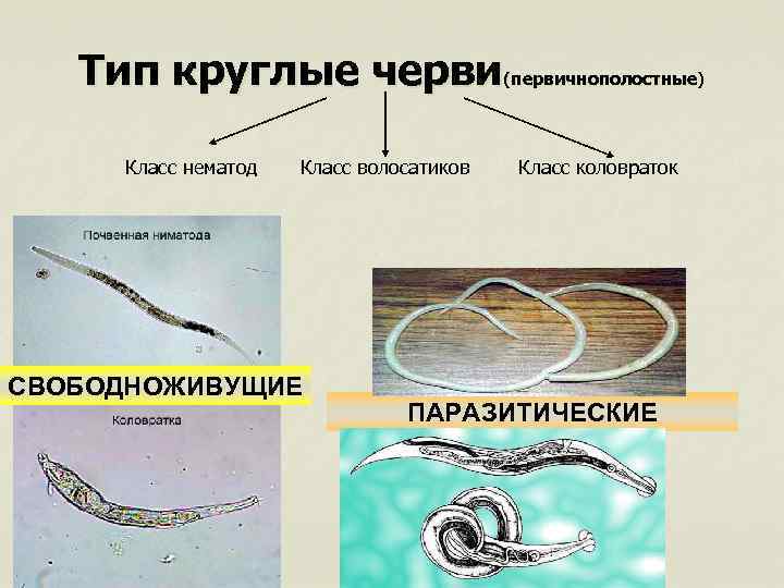 Отличия круглых червей. Круглые черви, класс Nematoda;. Тип круглые черви класс нематоды представители. Класс коловратки круглые черви. Тип круглые черви класс коловратки.